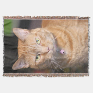 Manta Gato