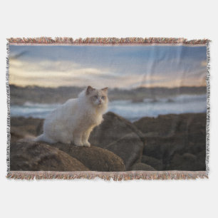 Manta Gato de Ragdoll en la playa