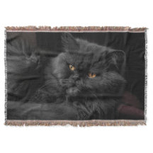 Gato Persa Negro