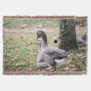 Manta Geese