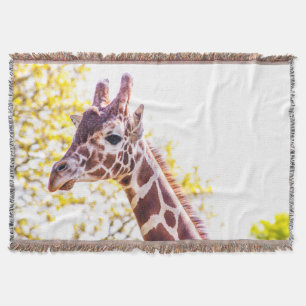 Manta Giraffe Portrait