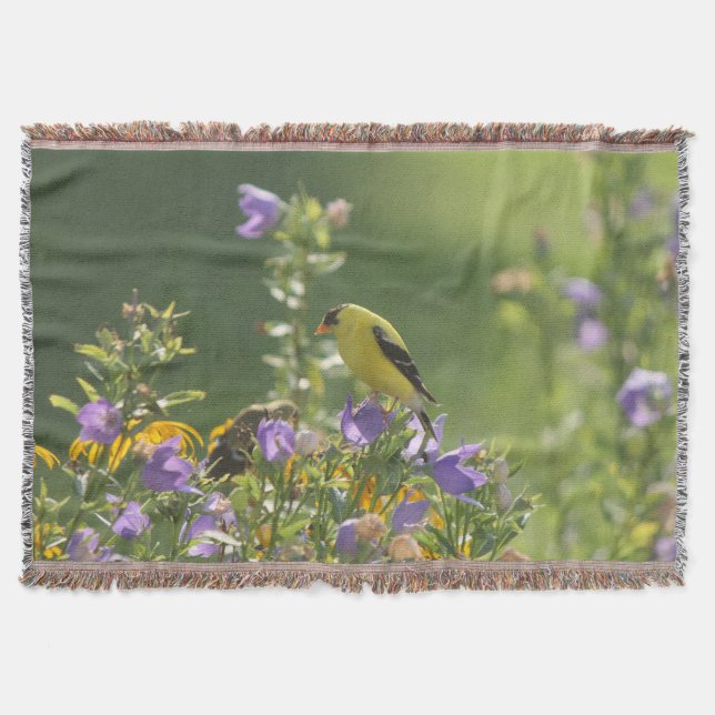 Manta Goldfinch en una flor harebell (Anverso)