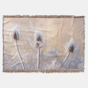 Manta Hoarfrost en Teasels, una escena fotográfica de in