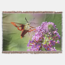 Hummingbird Moth en una mariposa