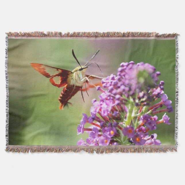 Manta Hummingbird Moth en una mariposa (Anverso)