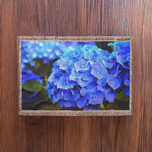 Manta Hydrangea Blues