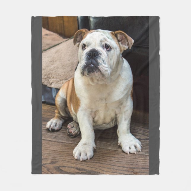 Manta inglesa del bulldog (Anverso)