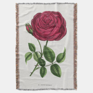 Manta Litografía de rosa antigua, François-Frédéric Grob
