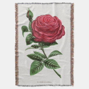Manta Litografía de rosa antigua, François-Frédéric Grob