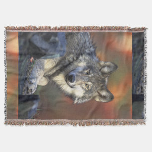 Manta Lobo gris Canis_lupus de los lobos
