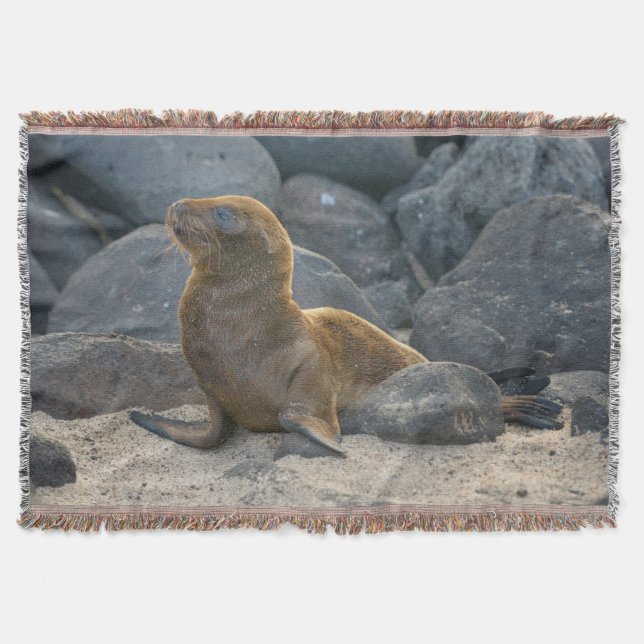 Manta Lobo Marino de Galápagos (Anverso)