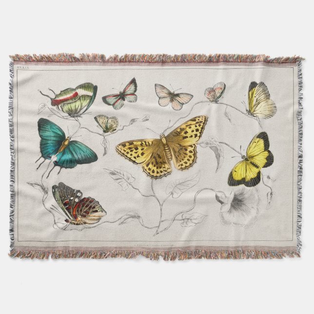 Manta Mariposas vintage Moth Insects (Anverso)