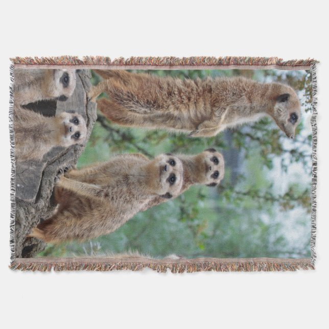 Manta Meerkat_003 (Anverso)