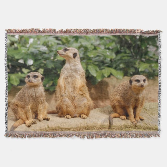 Manta Meerkat 008 (Anverso)