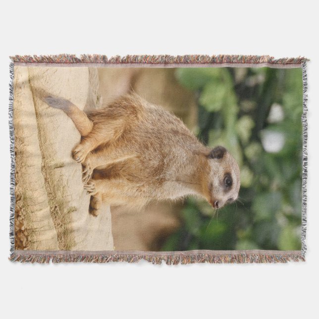 Manta Meerkat 010 (Anverso)