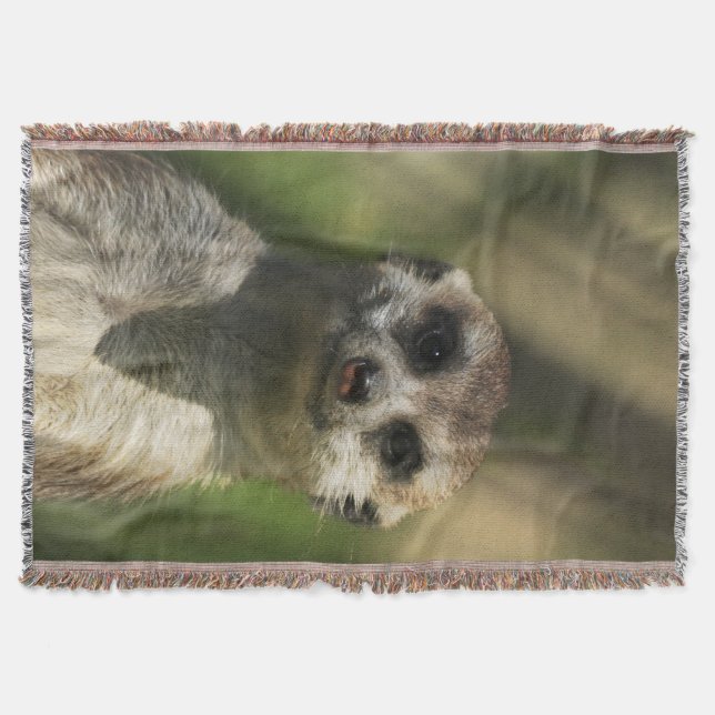 Manta Meerkat 034 (Anverso)