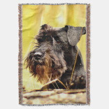 Miniatura-schnauzer
