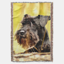 Manta Miniatura-schnauzer