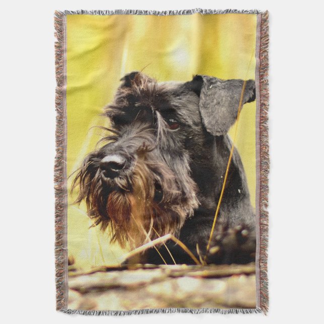 Manta Miniatura-schnauzer (Frente vertical)