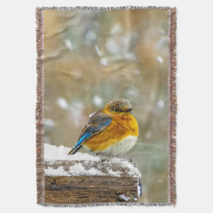 Manta Pájaro azul oriental en nieve - Fotografía origina