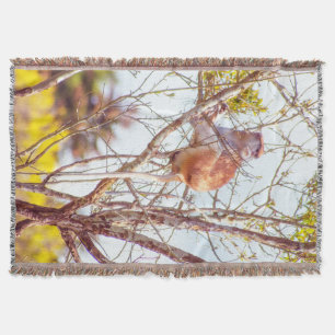 Manta Patas arriba un árbol