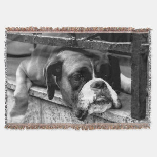 Manta Perro Boxer en Windowsill tbcn
