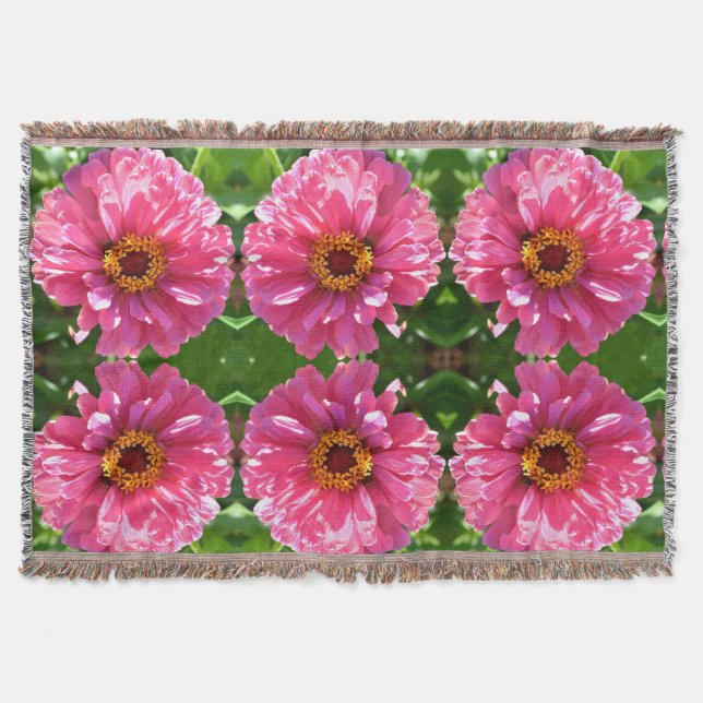 Manta Pink Zinnia (Anverso)