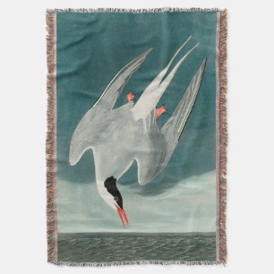 Manta Pintado de vida silvestre del Ártico Tern Audubon