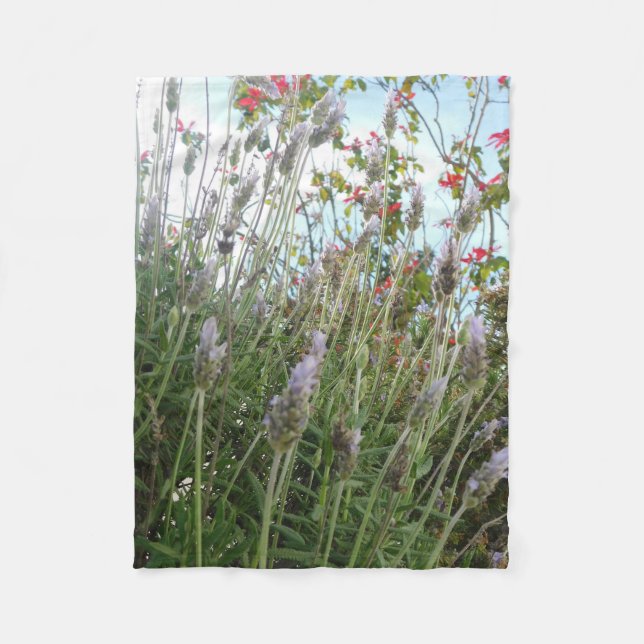 manta polar (Anverso)