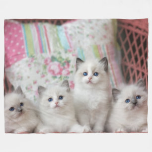 MANTA POLAR 5 KITTENS