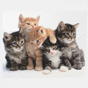 MANTA POLAR 5 PEQUEÑOS KITTENS