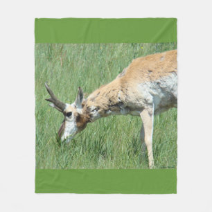 Manta Polar A11 Pronghorn Antelope Buck Grazing