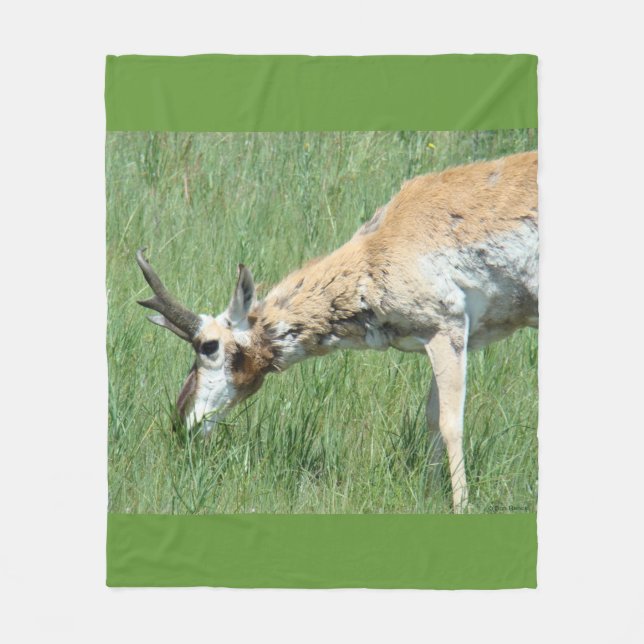 Manta Polar A11 Pronghorn Antelope Buck Grazing (Anverso)