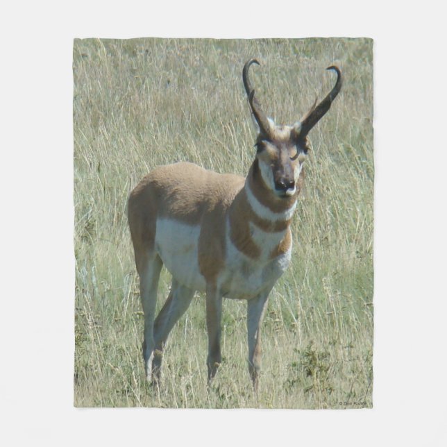 Manta Polar A13 Pronghorn Antelope Buck (Anverso)