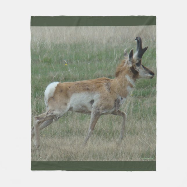 Manta Polar A32 Pronghorn Antelope Buck (Anverso)