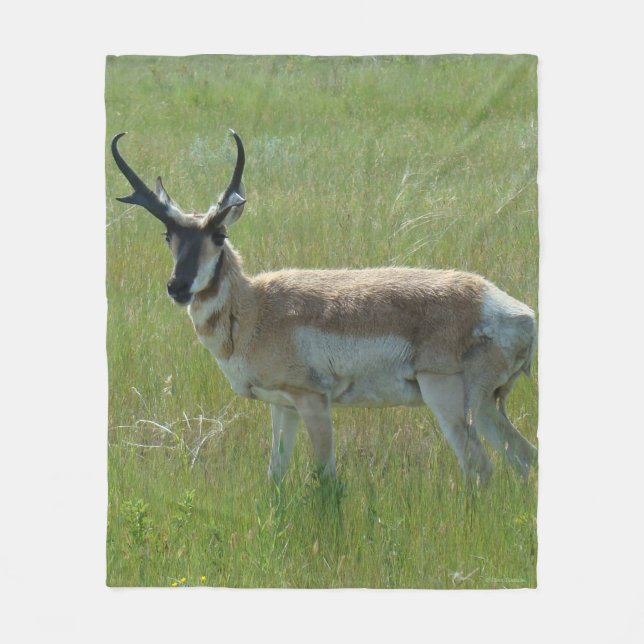 Manta Polar A36 Pronghorn Antelope Buck (Anverso)