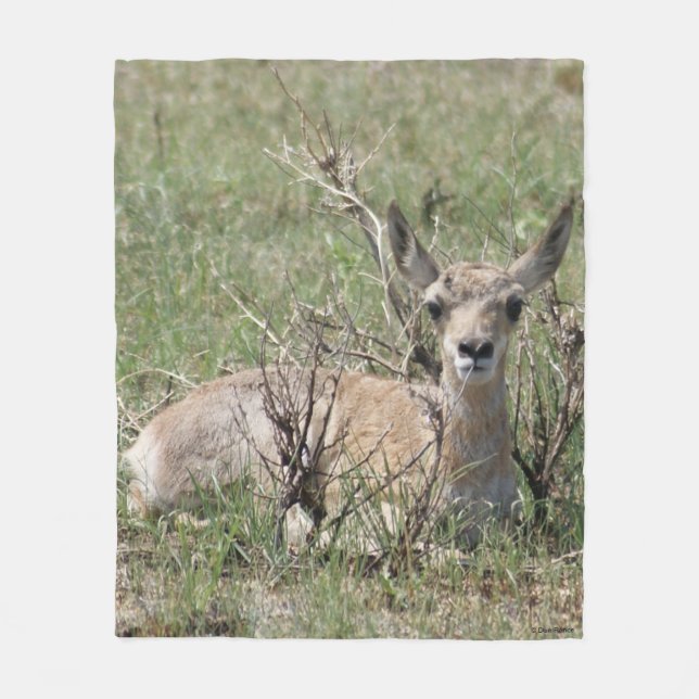 Manta Polar A7 Baby Pronghorn Antelope (Anverso)