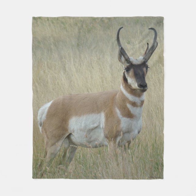 Manta Polar A9 Pronghorn Antelope Big Buck (Anverso)