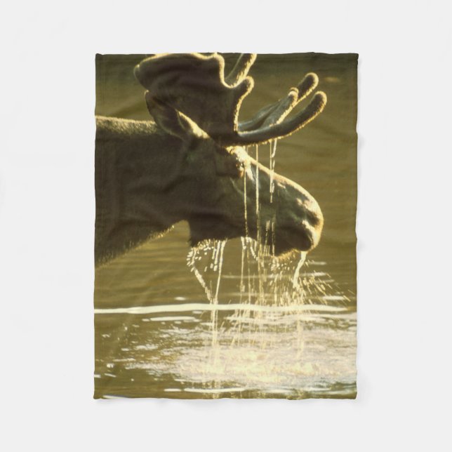 Manta Polar Alces que sumergen su cabeza en el agua (Anverso)