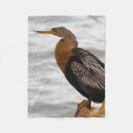 Manta Polar Anhinga Al Acecho