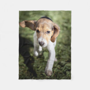 Manta Polar Animales de bebé más afectados   Beagle Puppy