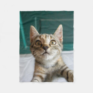 Manta Polar Animales de bebé más afectados   Gatita Cuta Tabby