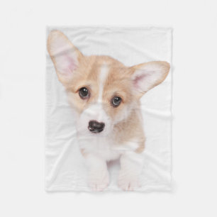 Manta Polar Animales de bebé más afectados   Joven Corgi Puppy