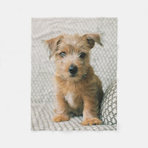 Manta Polar Animales de bebé más afectados Norfolk Terrier P