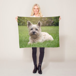 Manta Polar Animales de bebé más afectados   Perro Cairn Terri