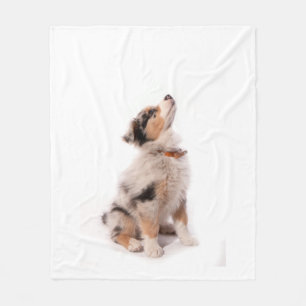 Manta Polar Australian shepherd puppy
