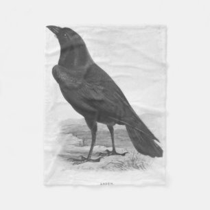 Manta Polar Aves. Blackbird Raven