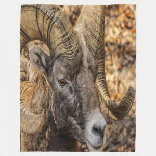 Manta Polar Big Horn Ram
