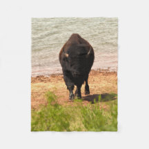 Bison junto al agua