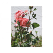 Blanda rosa rosa